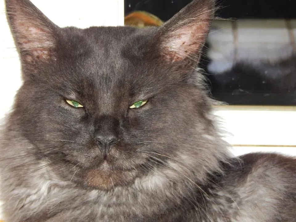 Maine coon
