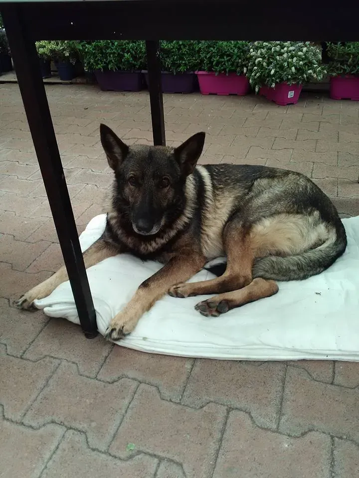 Chien