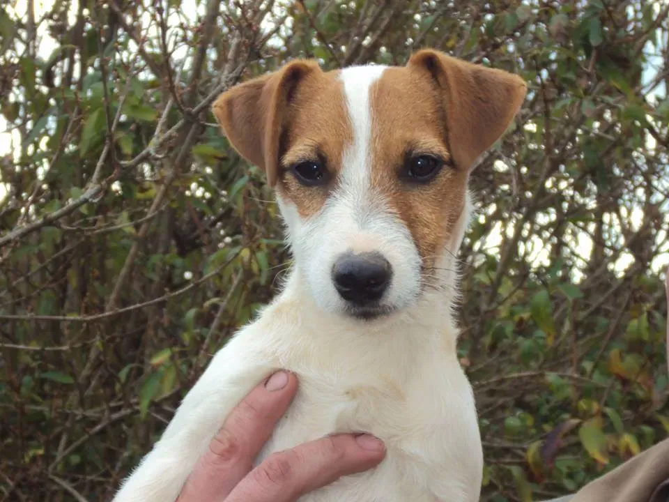 Jack Russell