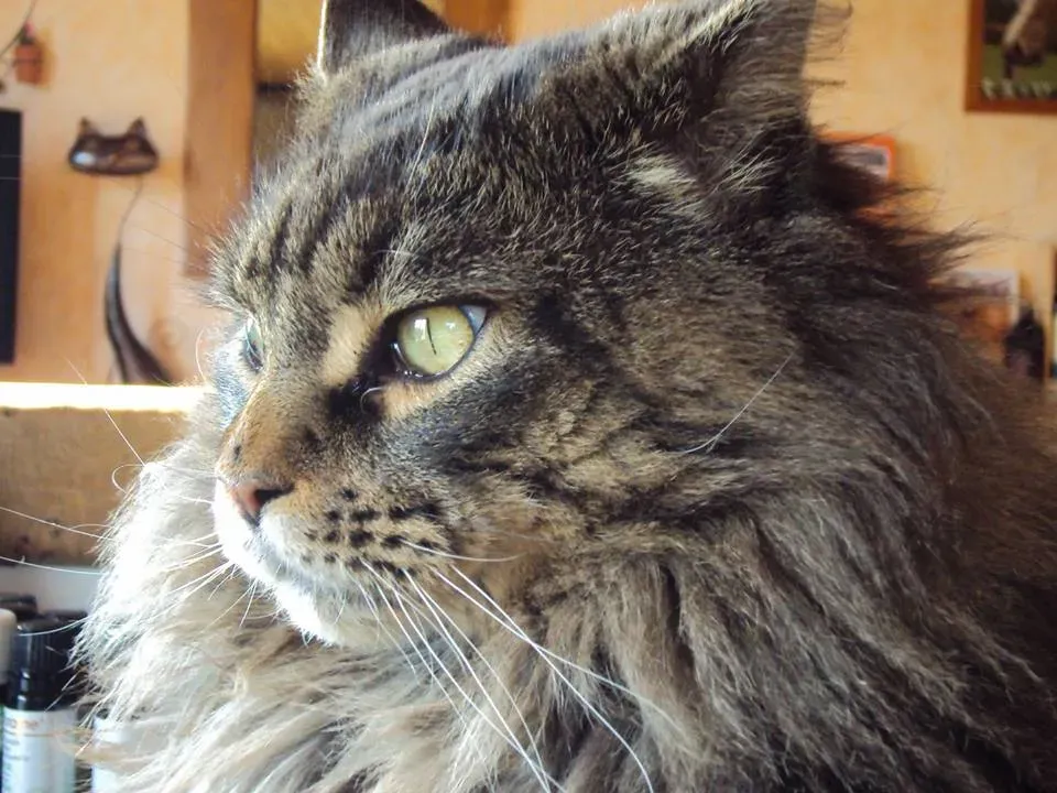 Chat tigré