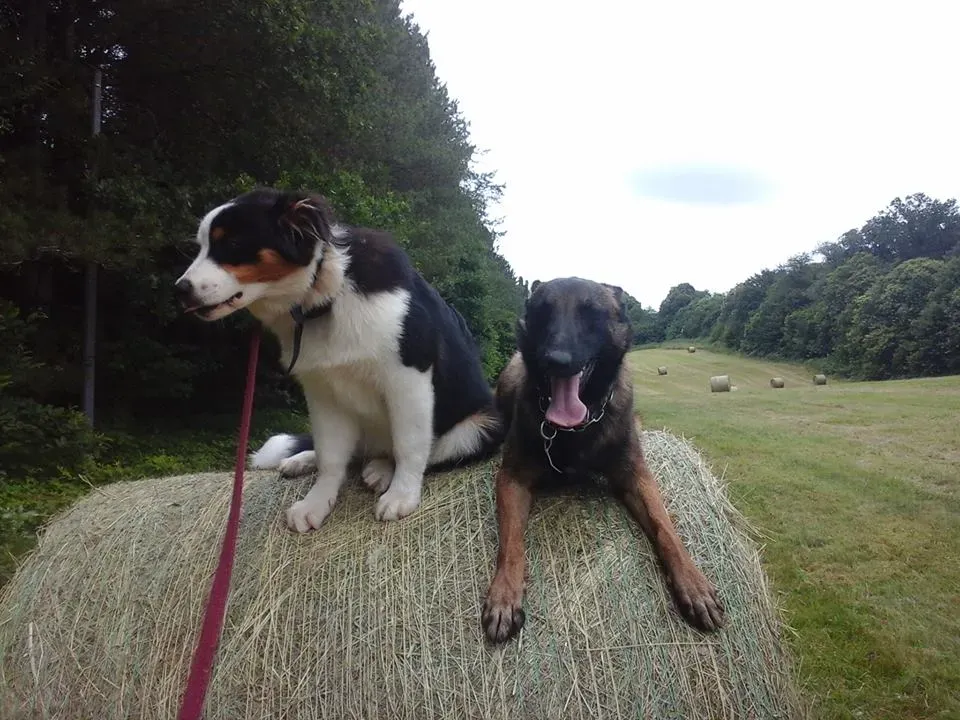 Chiens sur botte de foin