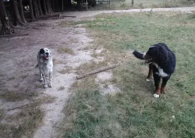 Balade chiens