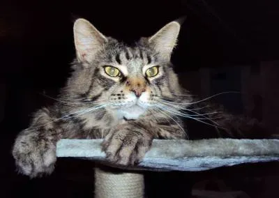 Chat tigré