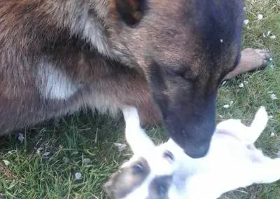 Chien jeux