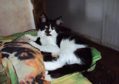 Chat couché