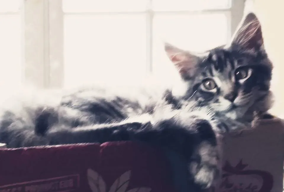Chaton tigré