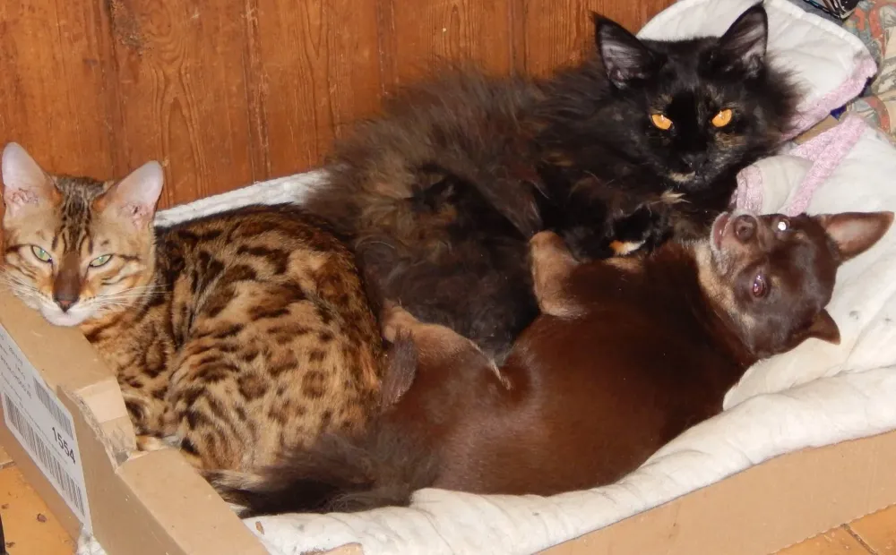 Chats et chien