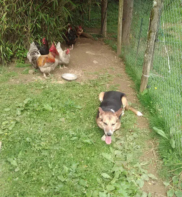 Chien jardin avec poules