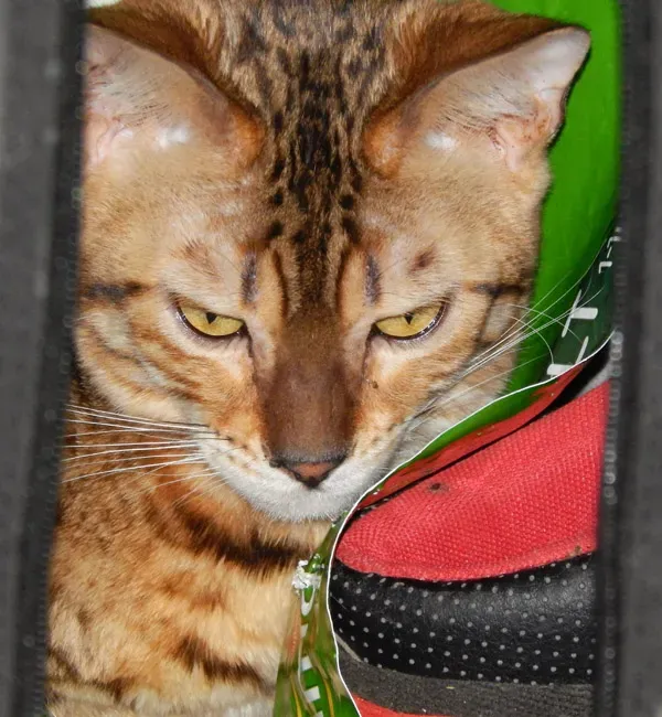 Chat du bengal