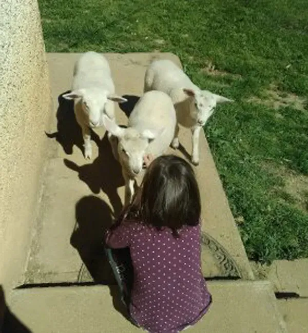 Fillette avec moutons