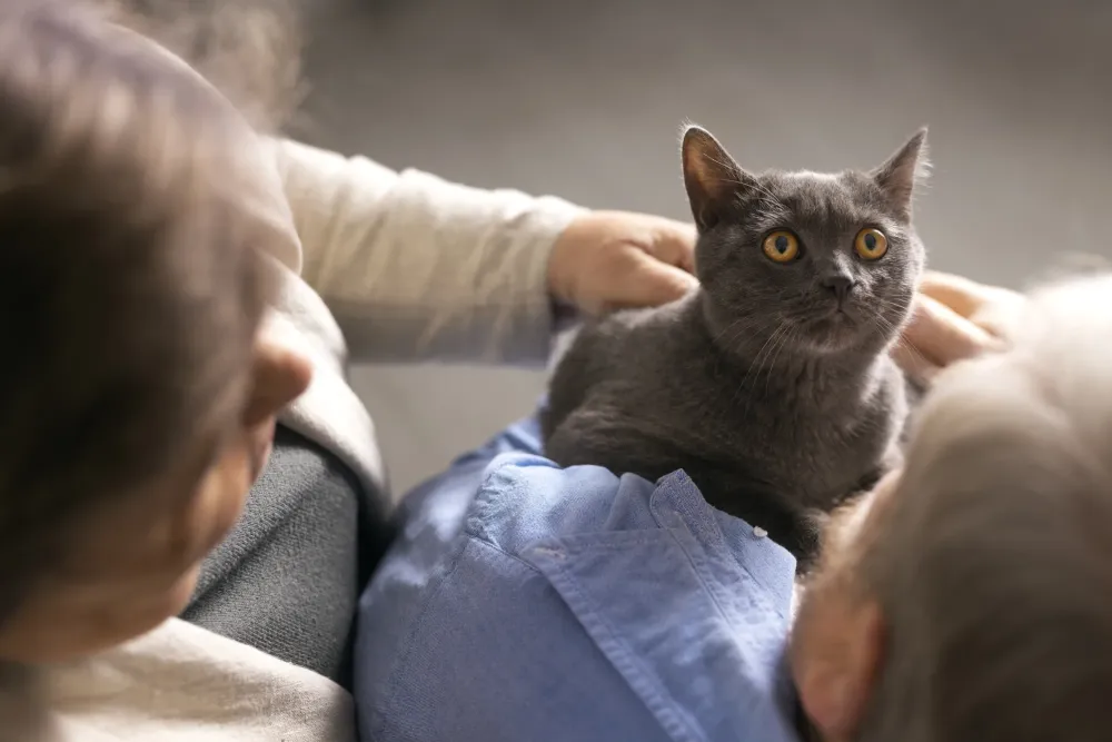 Chat gris calins
