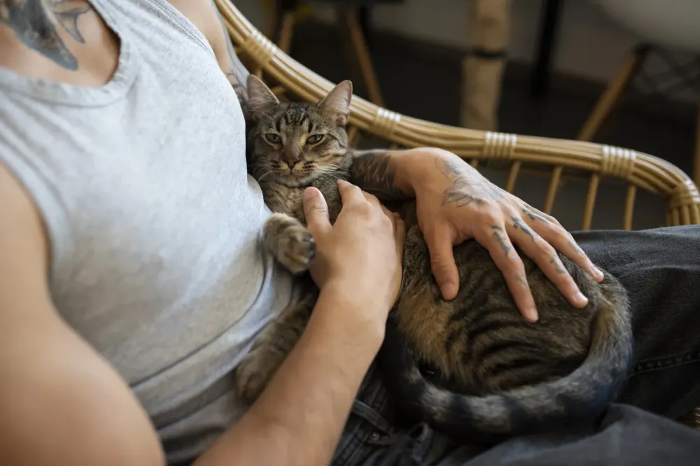 Chat calins