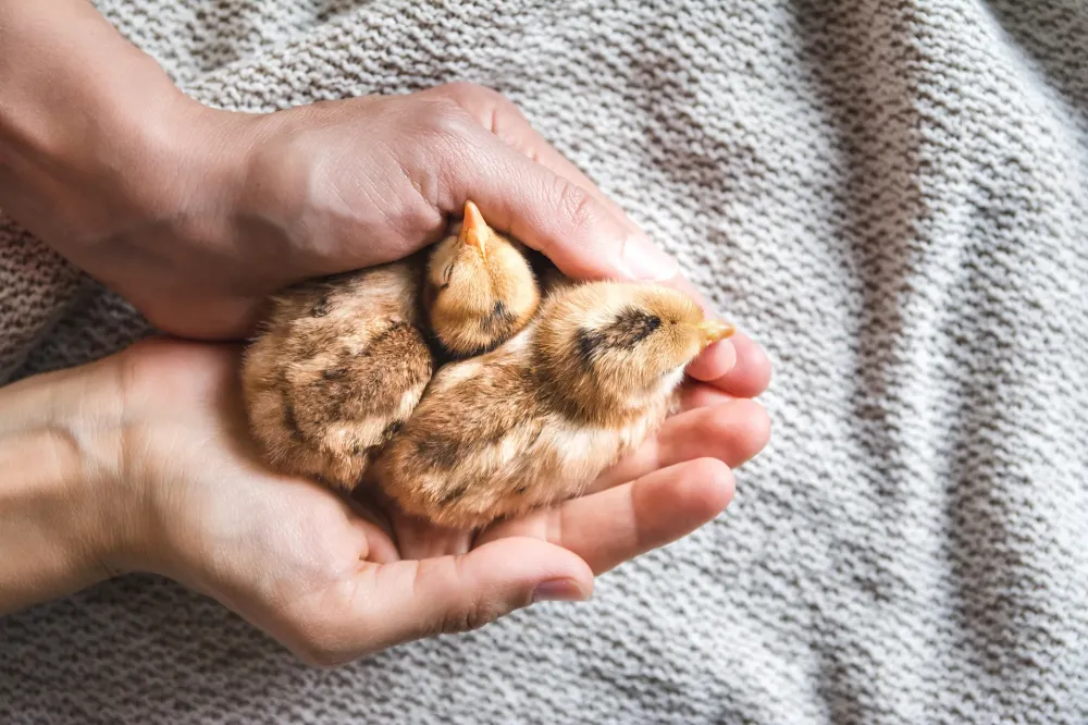 Protection poussins