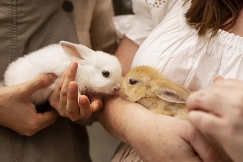 lapins