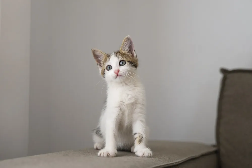 Chaton